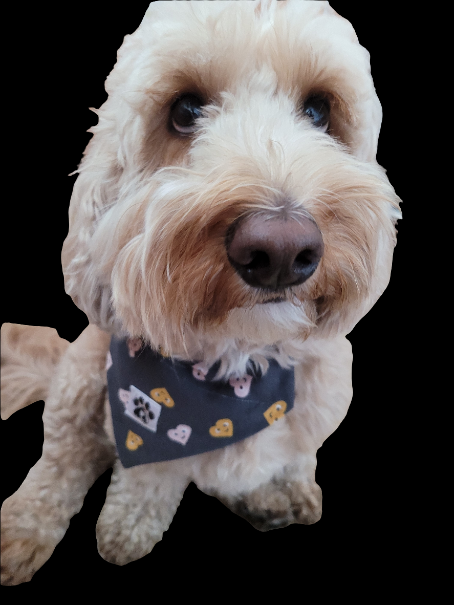 Hearts slip-on bandanas