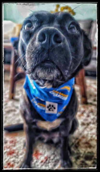 KLouWags Services Review and Price Page 🐾