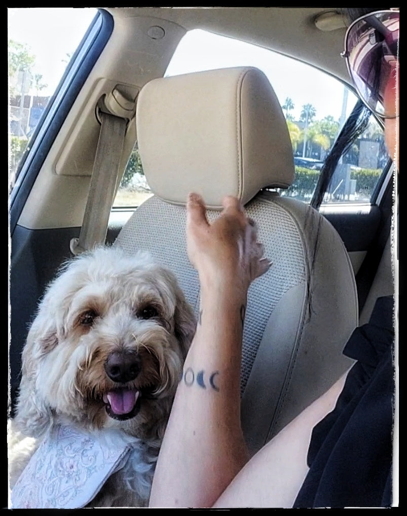 KLouWags Services Review and Price Page 🐾
