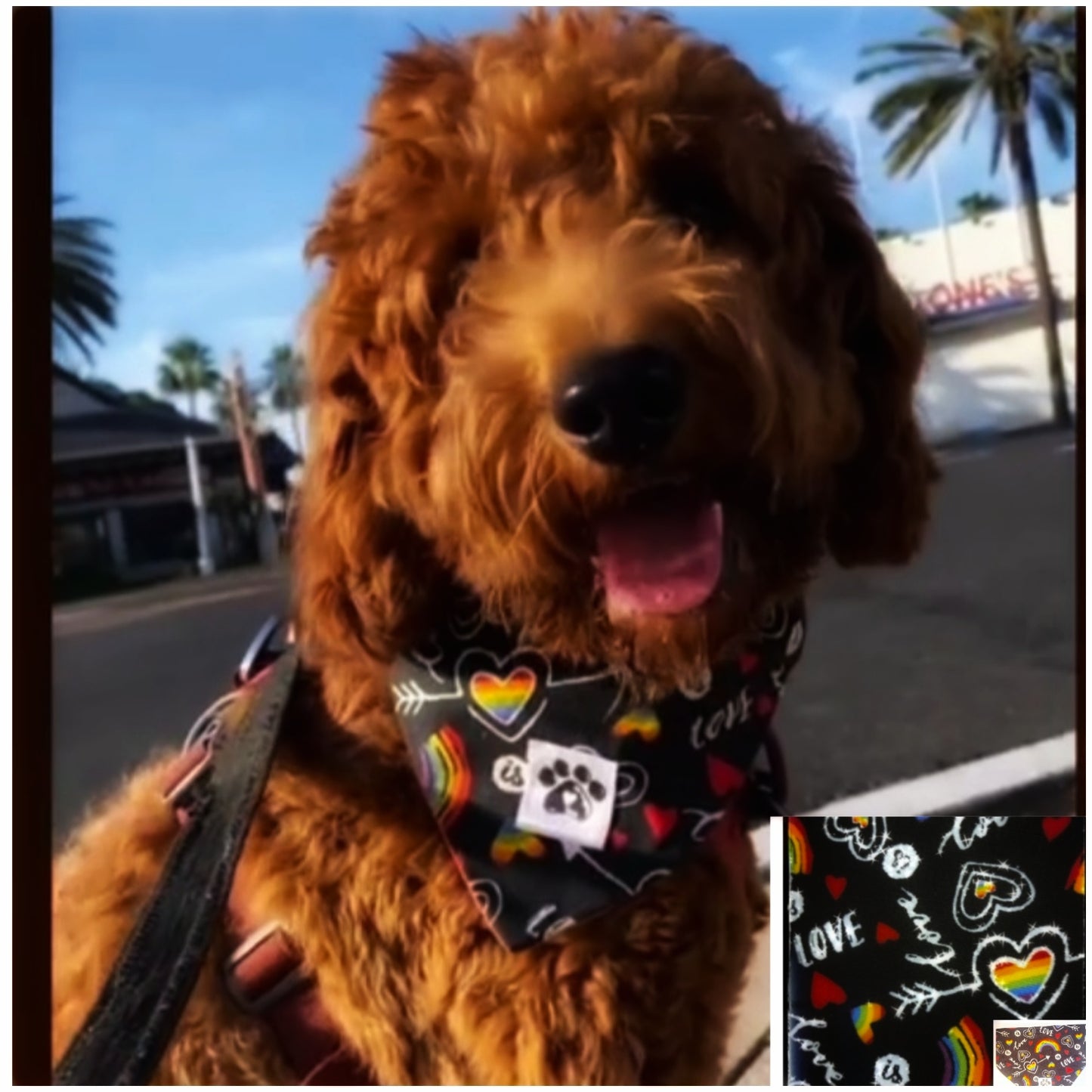 KLouWags Services Review and Price Page 🐾