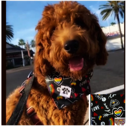 KLouWags Services Review and Price Page 🐾