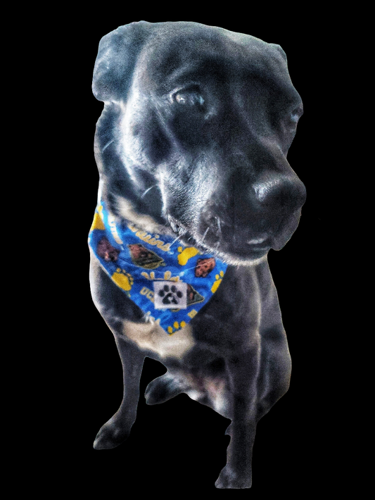 UCLA Sports Pet Bandanas