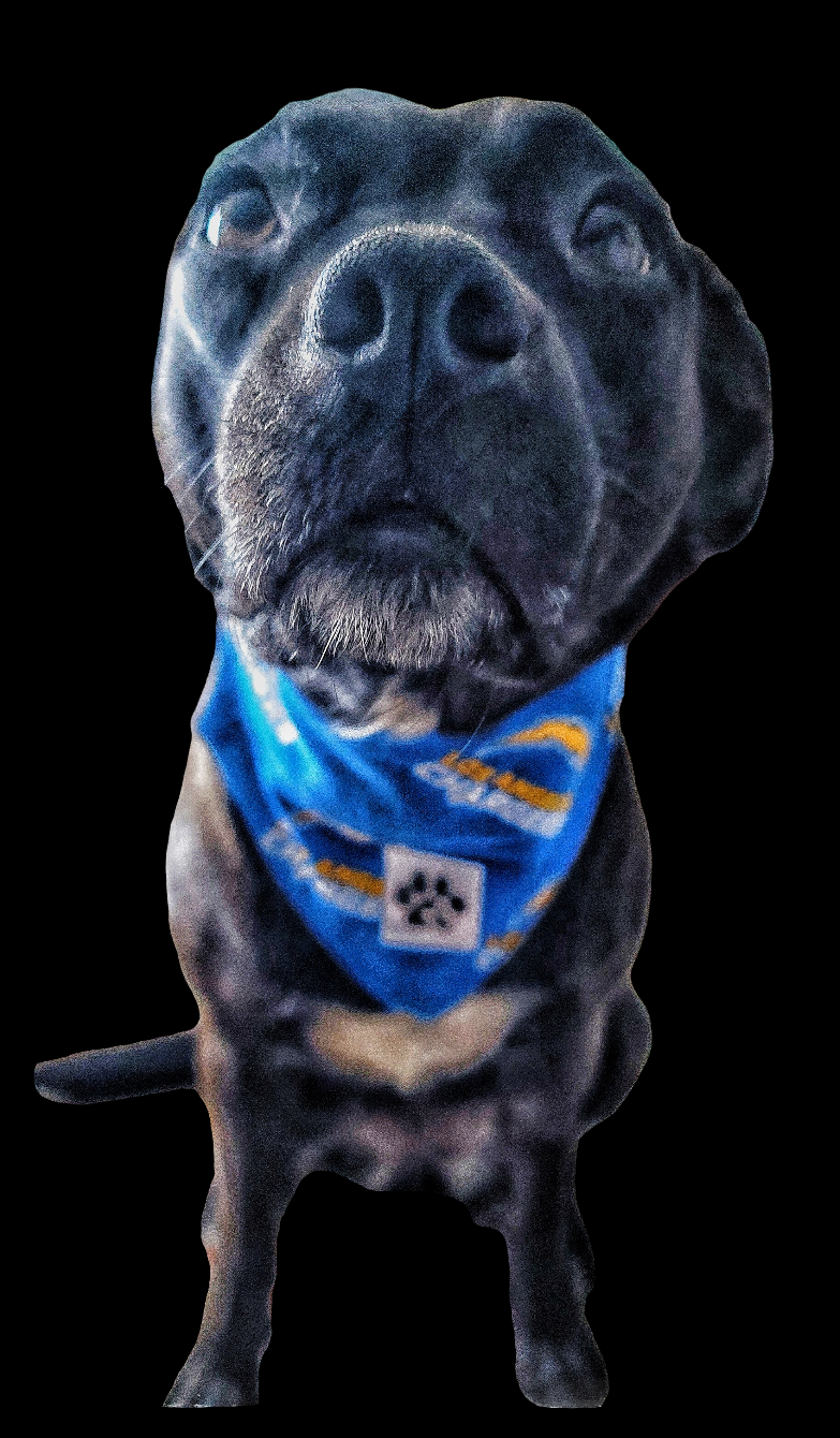 Chargers Sports Pet Bandanas