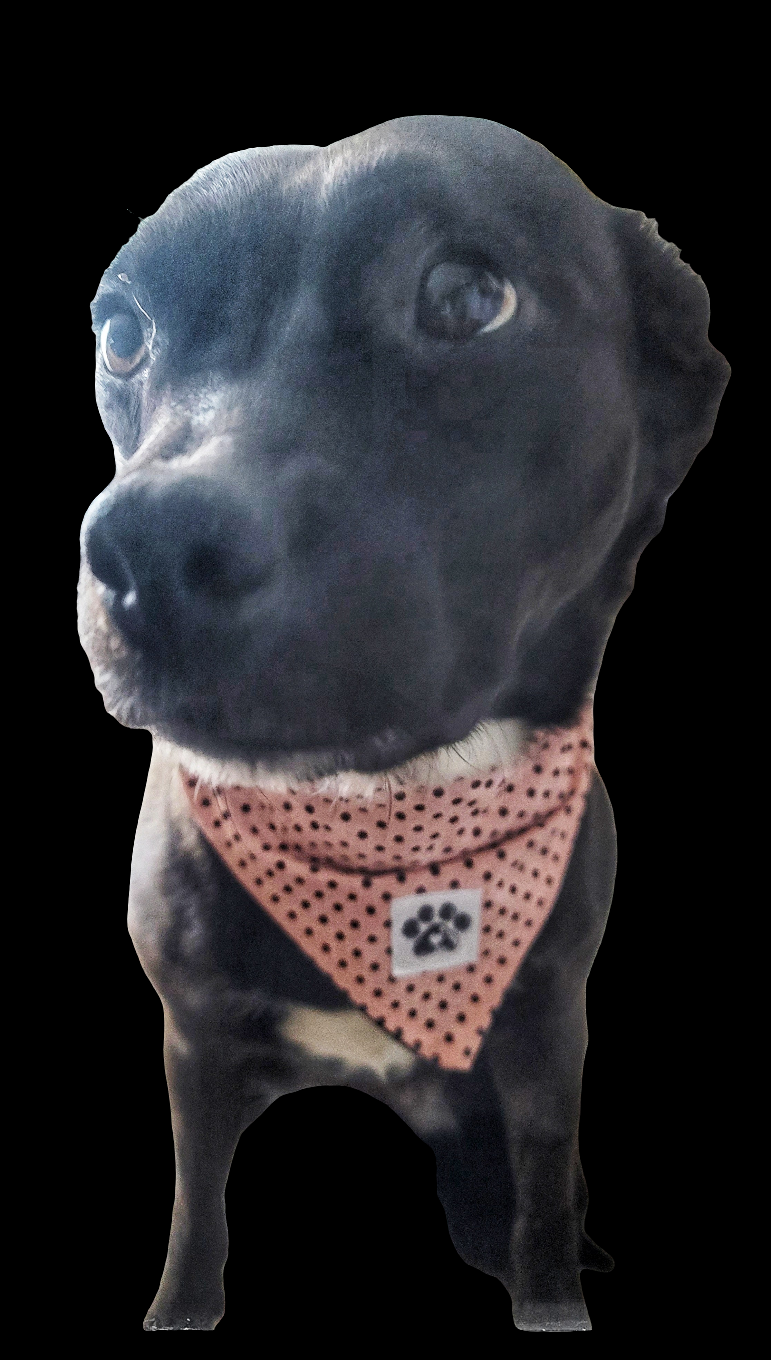 Polka-dot Pet Bandanas