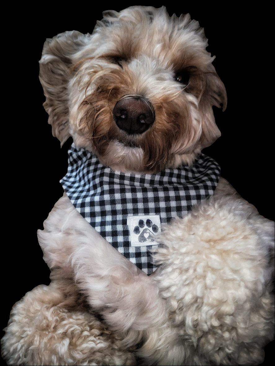 Fall Gingham Slip-On Pet Bandana