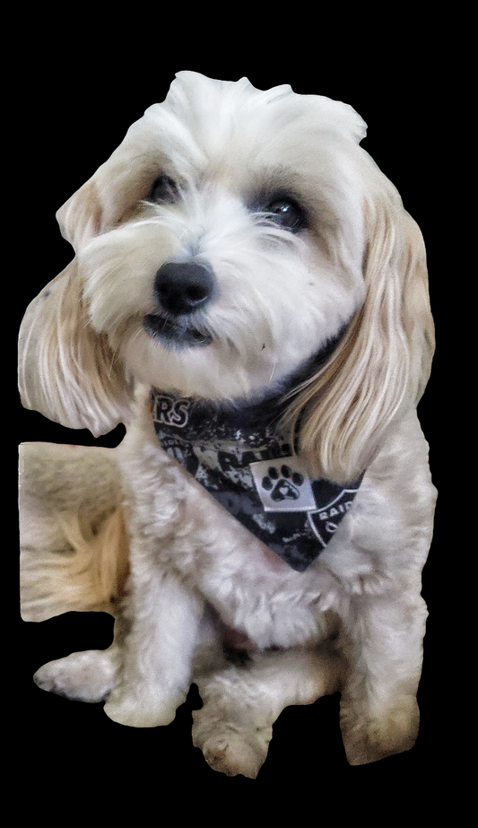 Raiders Sports Pet Bandanas