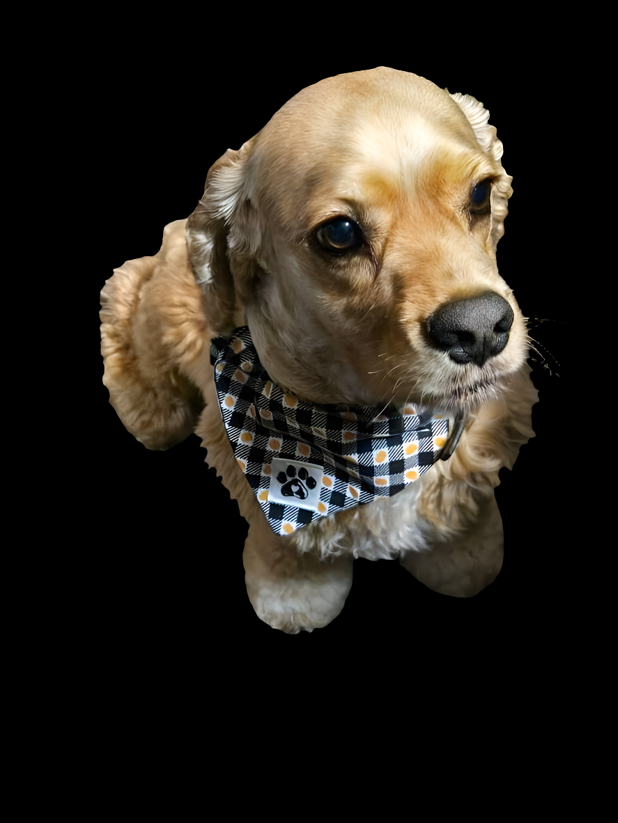 Fall Pumpkin Slip Pet Bandana