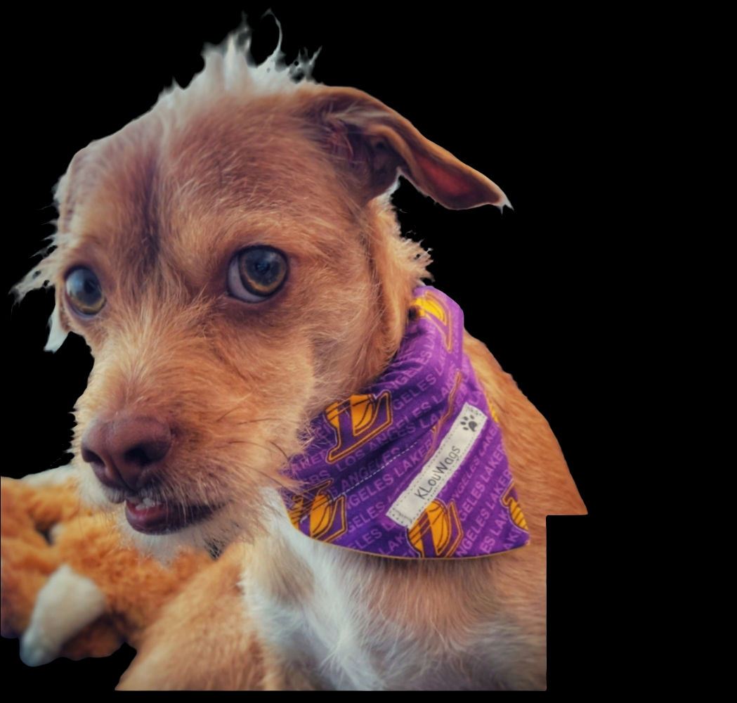 Lakers Sports Pet Bandanas