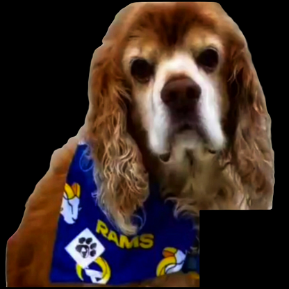 Rams Sports Pet Bandanas