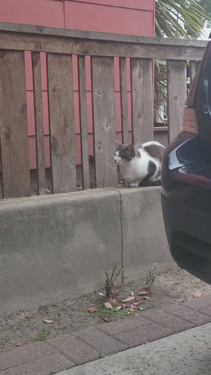 🐾 Sponsor a Meal for My Adorable Shed Cats🥹😻🫶