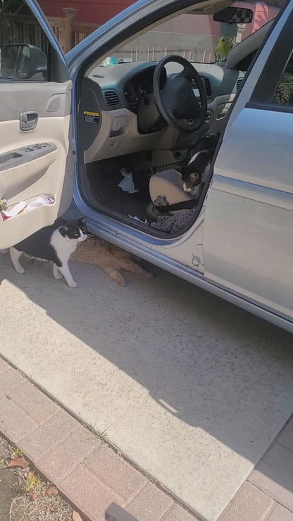 🐾 Sponsor a Meal for My Adorable Shed Cats🥹😻🫶