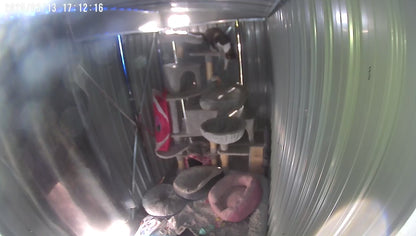 🐾 Sponsor a Meal for My Adorable Shed Cats🥹😻🫶