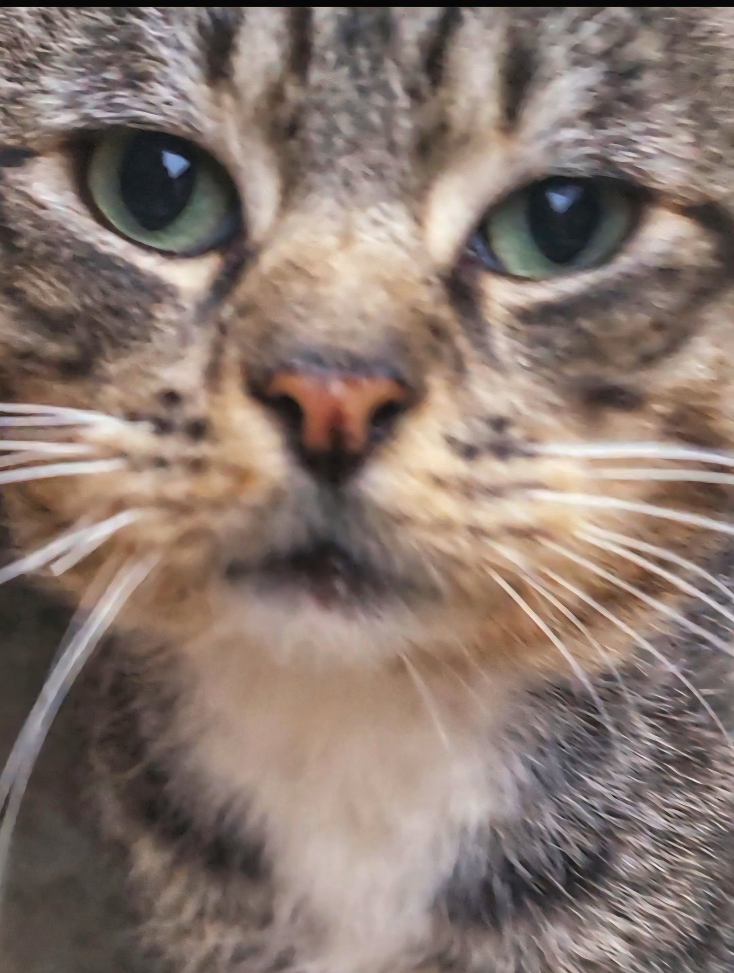 🐾 Sponsor a Meal for My Adorable Shed Cats🥹😻🫶