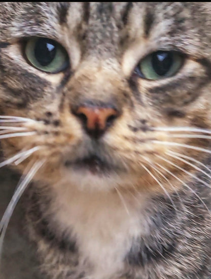 🐾 Sponsor a Meal for My Adorable Shed Cats🥹😻🫶