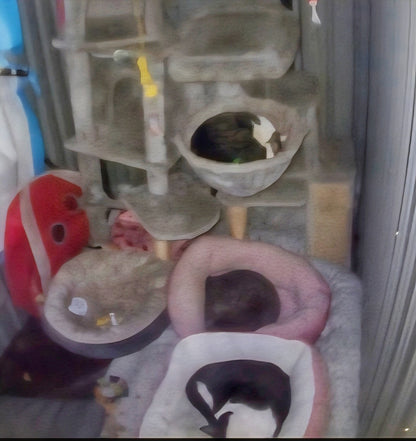 🐾 Sponsor a Meal for My Adorable Shed Cats🥹😻🫶