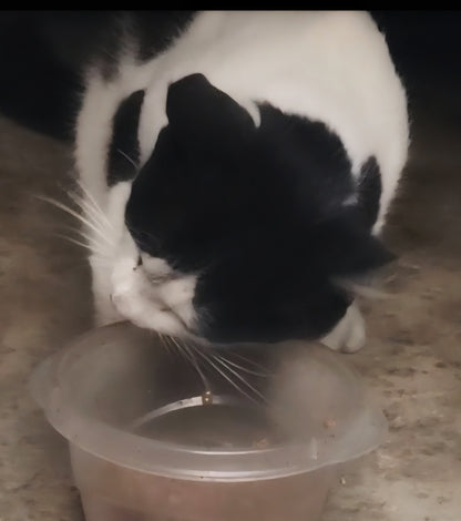 🐾 Sponsor a Meal for My Adorable Shed Cats🥹😻🫶